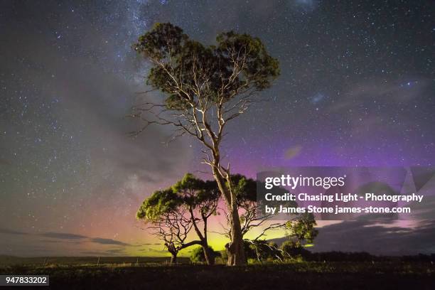 blue and green aurora behind gum trees - southern lights foto e immagini stock