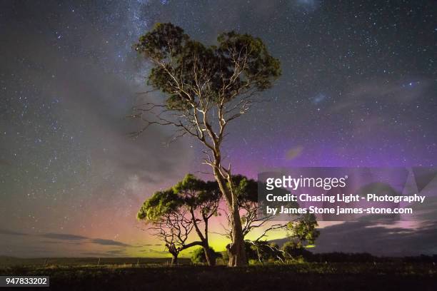 blue and green aurora behind gum trees - aurora australis stock pictures, royalty-free photos & images