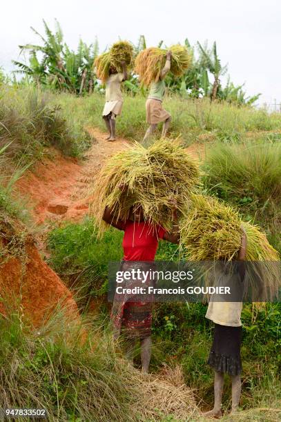 Madagascar Riz 35 Madagascar Riz Stock Photos, High-Res Pictures, and Images - Getty ...