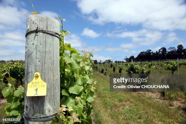 Vignoble de Semillon blanc dans la region des vins de Margaret River dans l'etat de l'Australie Occidentale a 3 heures de route de la ville de Perth...