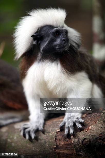 Singe Tamarin à Crete Blanche a l'entree du Zoo de Singapour le 05 Avril 2016, Singapour.