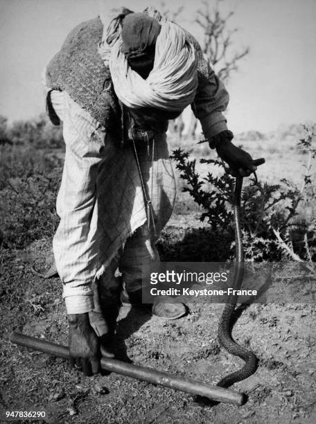Ce viel homme montre comment capturer un serpent sans danger: il immobilise d'abord la tête avec un bâton, il lui suffit ensuite de saisir le serpent...