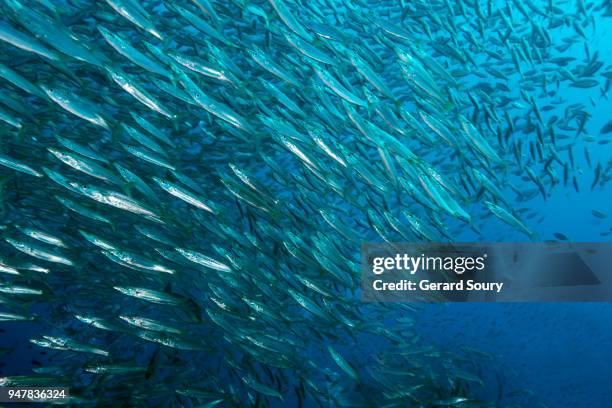 a school of heller's barracudas swimming in open water - barracuda stock pictures, royalty-free photos & images