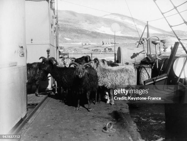 Bétail qui a servi de nourriture aux membres de l'expédition, au Groenland en 1933.