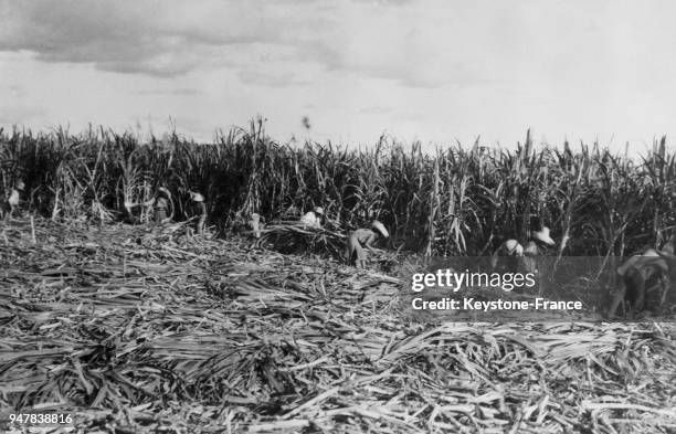 Des ouvriers agricoles récoltent la canne à sucre avec leurs machettes sur la presqu'île du Yucatan, au Mexique en 1922.