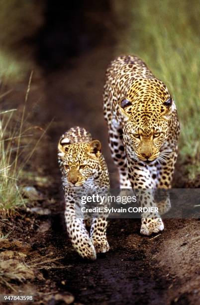 Guepard et son petit, Afrique, Kenya.