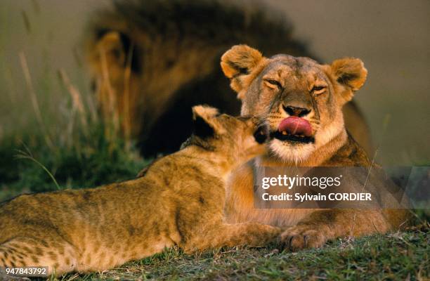 Lionne et lionceau, Afrique, Kenya.