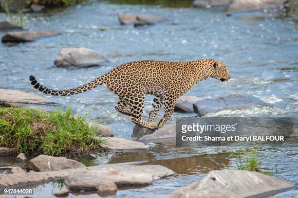 Un léopard fait son chemin à travers les rochers dans la rivière Talek dans la réserve nationale de Maasai Mara au Kenya.
