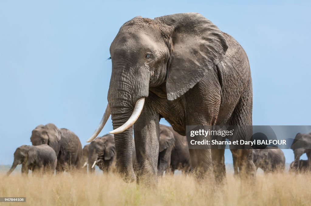 Eléphant, Kenya