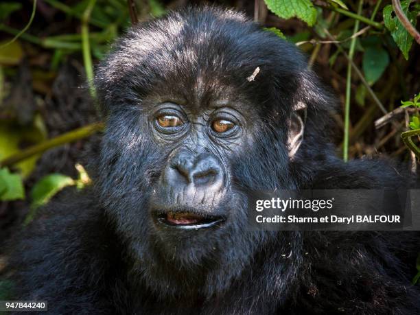 Un jeune gorille de montagne dans les forêts denses du Parc National des Volcans, au Rwanda.