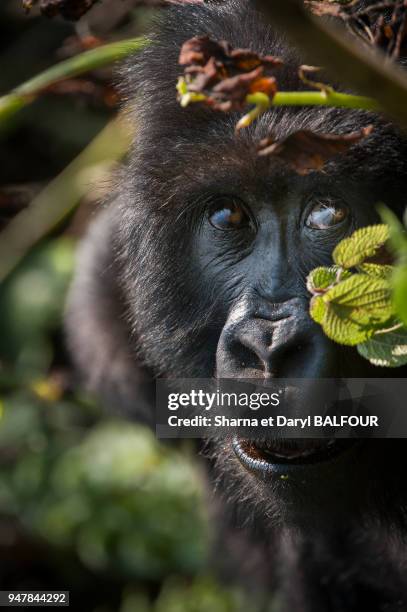 Un gorille de montagne derrière un arbuste dans le parc national des Volcans , Rwanda.