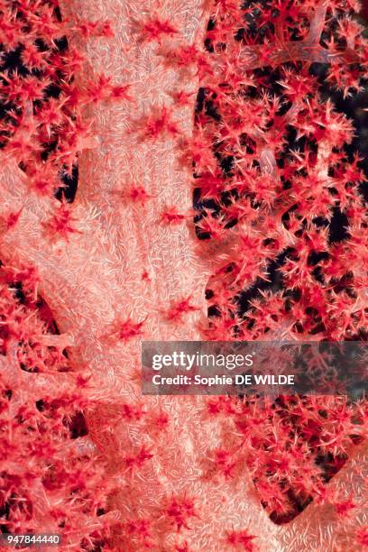 Soft Coral, alcyonaire , Seychelles, Aldabra.