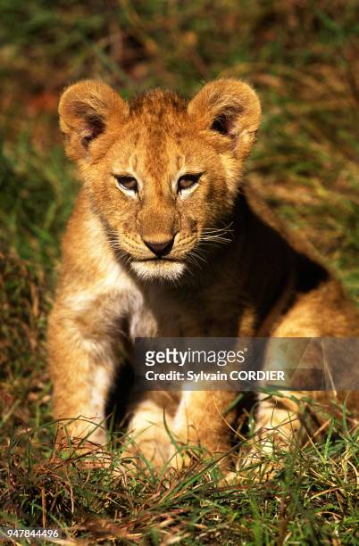 Jeune Lionceau , Afrique, Kenya.