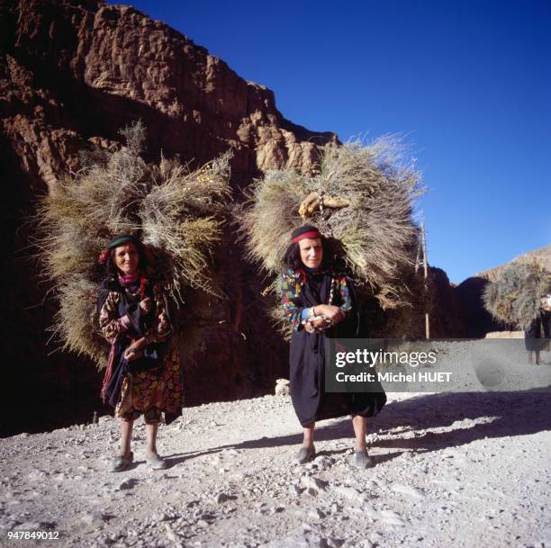 Femmes berbères transportant du foin dans la vallée des gorges du Dadès, en 1980, Maroc.