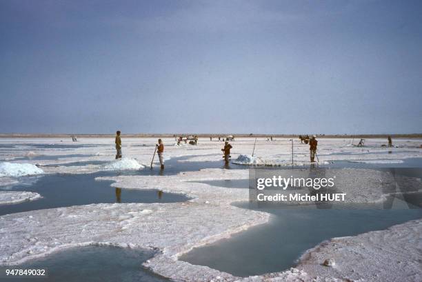 Paludiers ramassant le sel sur un lac salé en Algérie, en avil 1979.