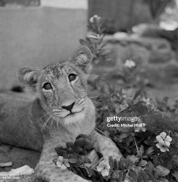 Lionceau dans le parc national de Waza, circa 1950, Cameroun.