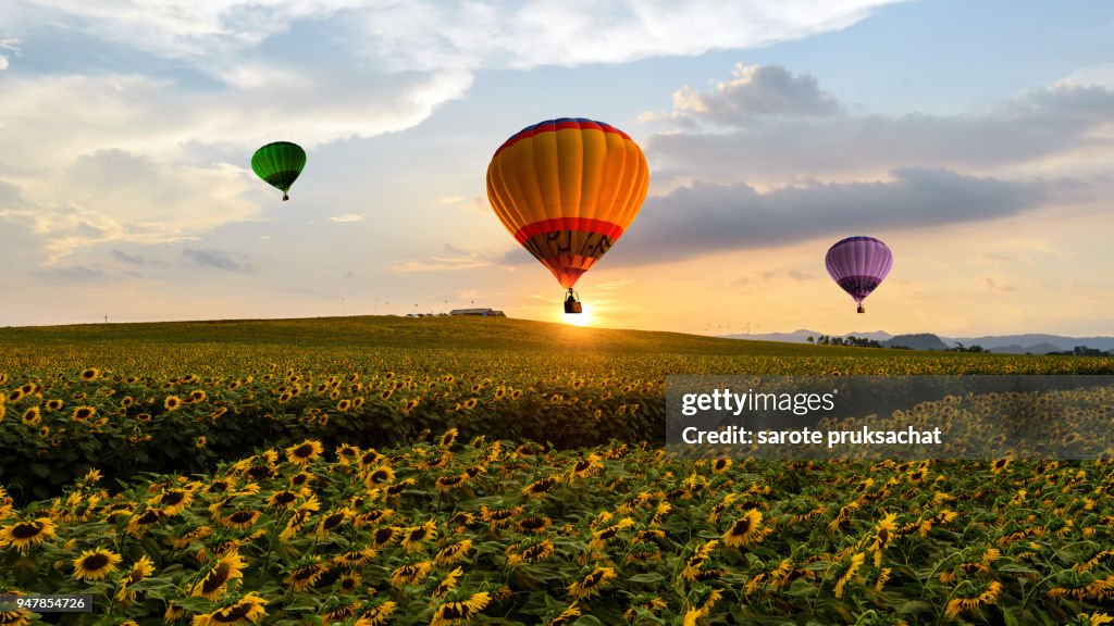 Field of blooming sunflowers on a background sunset with colorful hot air balloons on sunset sky.
