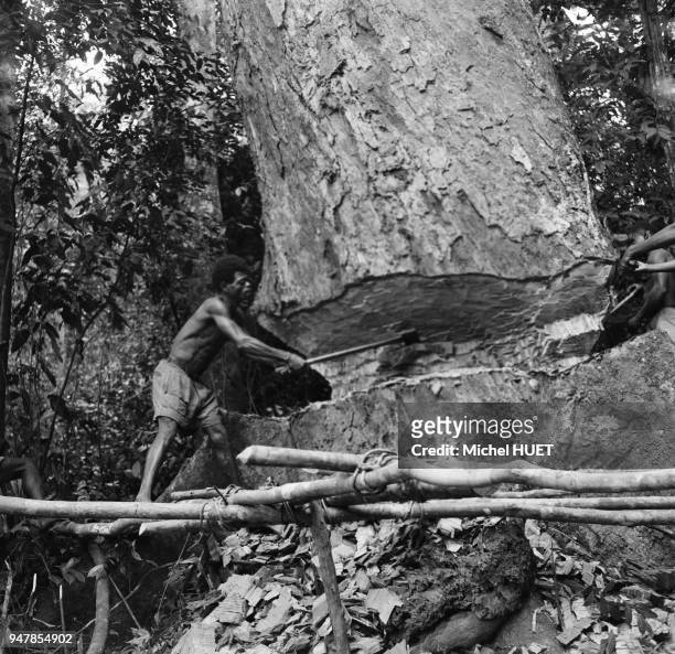Bûcheron coupant un arbre dans une forpet au Gabon, circa 1950.