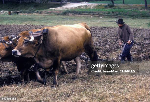 Laboureur travaillant à la charrue avec ses bêtes, dans la région de Covilha au Portugal, en juin 1978.