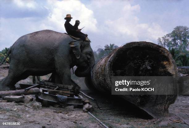 Eléphant déplaçant un tronc d'arbre sur un chantier, dans la région de Tak, le 7 novembre 1983, Thaïlande.