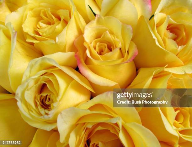 Eight Yellow Roses 781 Wedding Yellow Roses Stock Photos, High-Res Pictures, and Images ...