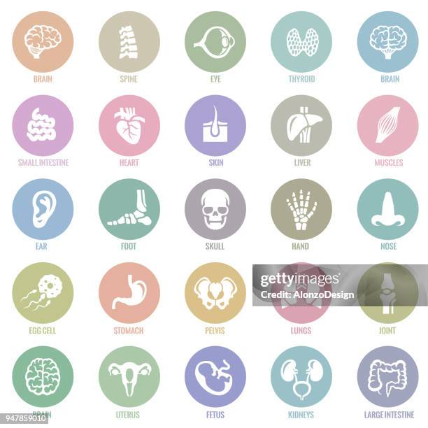 ilustrações de stock, clip art, desenhos animados e ícones de human internal organ icons - intestino delgado humano