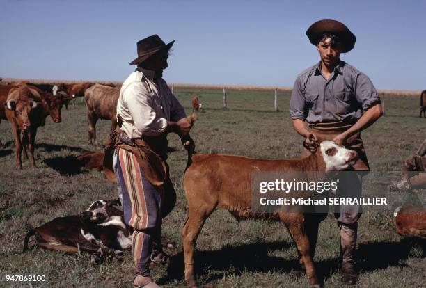 Gauchos tenant un veau près de Corrientes, en 1971, Argentine.