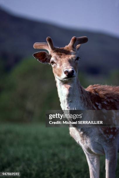 Jeune daim en Ecosse, en juillet 1978, Royaume-Uni.