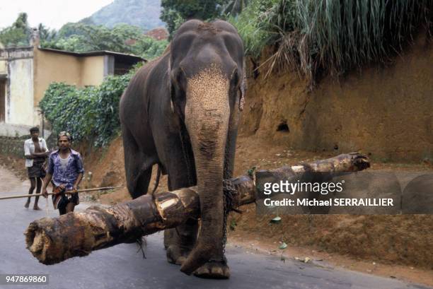 Eléphant transportant un tronc d'arbre au Sri Lanka, en 1980.