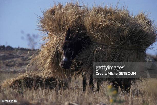 Un âne transporte la récolte de foin, sur l'île de Kufonisi, en Grèce, en juin 1981.