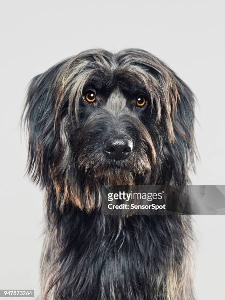 gos d'atura dog studio portrait looking away - dog with long hair stock pictures, royalty-free photos & images