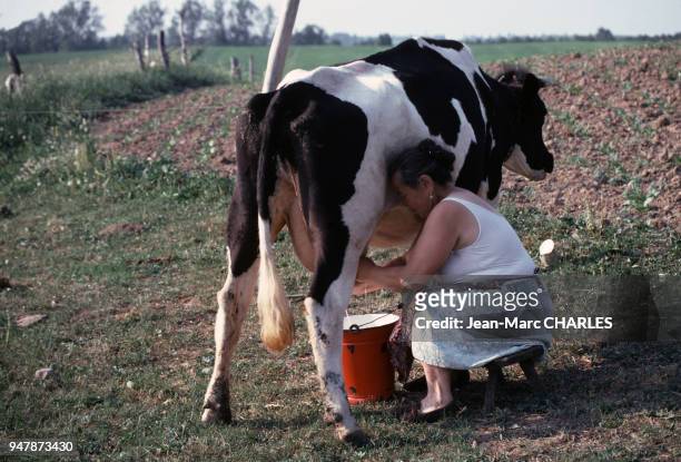 Paysanne trayant une vache près de Gizycko, en juin 1979, Pologne.