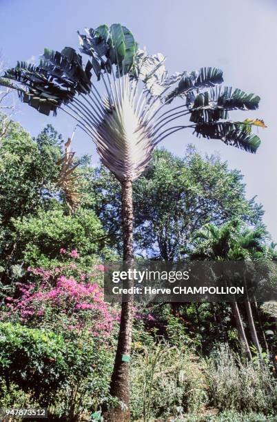 Arbre ravenale dans les Jardins de Valombreuse, en avril 1998, en Guadeloupe, France.