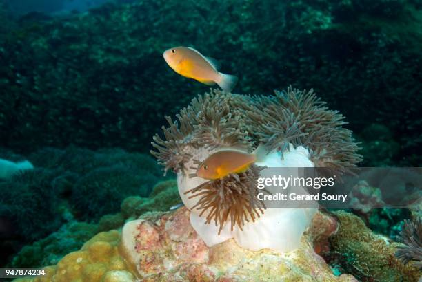 two skunk clownfish in their sea anemone - amphiprion akallopisos stock pictures, royalty-free photos & images
