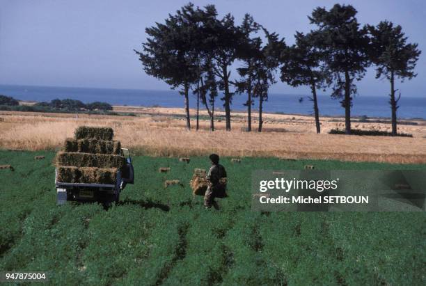 Paysan ramassant des bottes de paille, dans la régio de Kourion, à Chypre, en juin 1990.