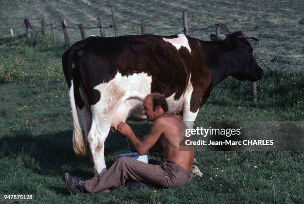 Paysan trayant une vache près de Gizycko, en juin 1979, Pologne.