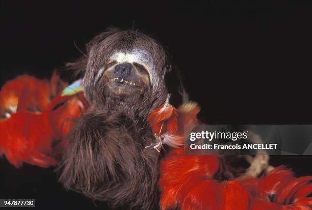 Tête réduite Jivaro d'un singe en Equateur, en 1991.