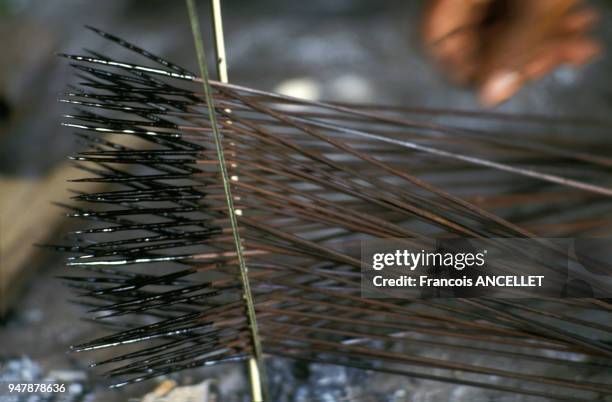 Flêches au curare d'indiens Huaorani en Equateur, en 1991.