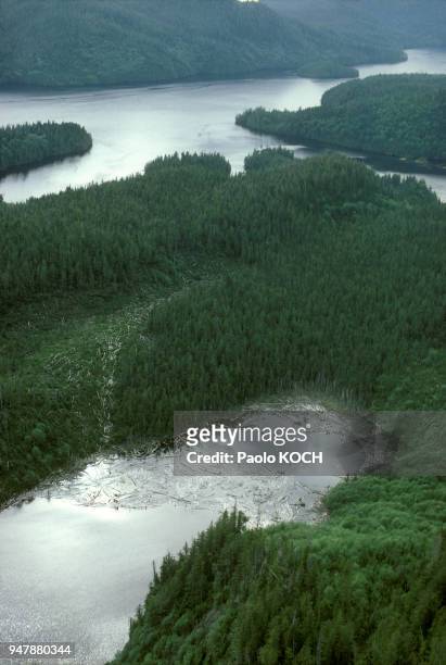 Troncs flottant sur l'eau à l'est de l'île de Vancouver, en Colombie Britannique, au Canada en 1975.