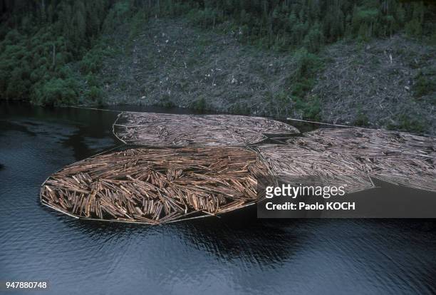 Troncs d'arbres stockés sur la rivière Campbell, à l'est de l'île de Vancouver, en Colombie Britannique, au Canada, en 1975.