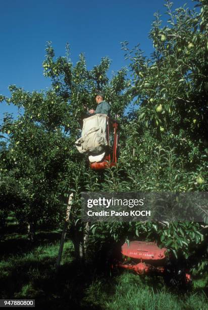 Producteur de fruits dans la région d'Okanagan, en Colombie Britannique, au Canada, en 1975.