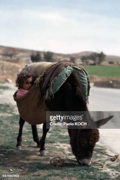 Petite fille cachée dans un sac accroché au dos d'un âne au Liban, en avril 1967.
