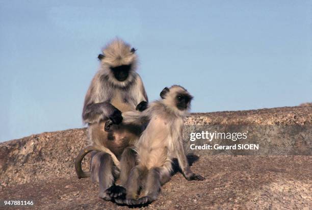 Singes semnopithèques entelle sur le mont Abu, en mars 1989, Inde.