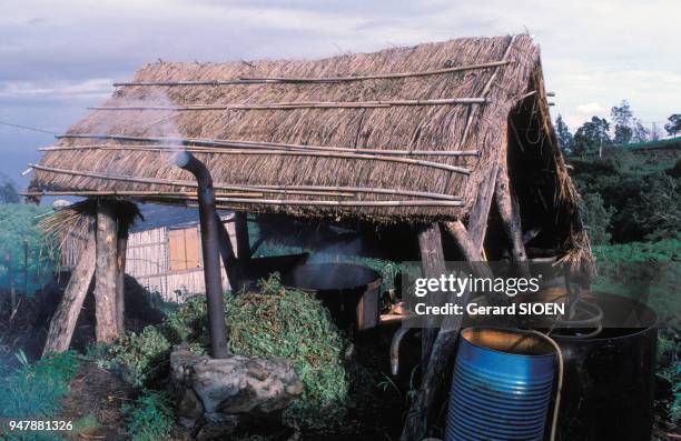 Distillerie de géranium, pour la fabrication d'huiles essentielles, à la Réunion, en décembre 1986.