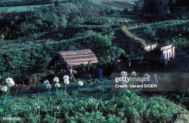Plantation de géraniums, pour la fabrication d'huiles essentielles, à la Réunion, en décembre 1986.
