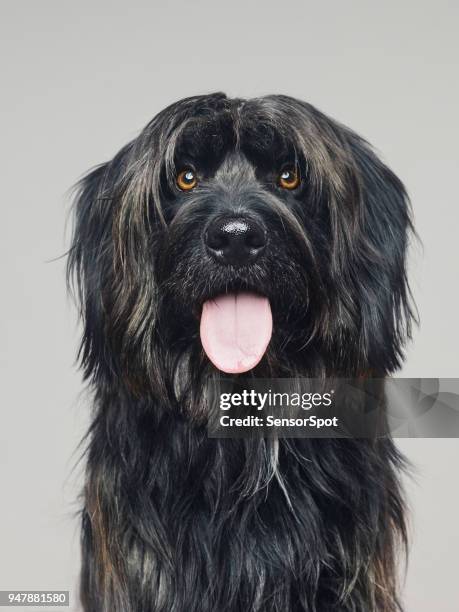 gos d'atura hond studio portret camera kijken - hairy stockfoto's en -beelden