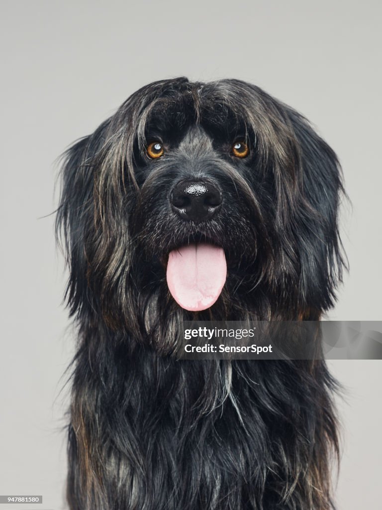 Gos d'atura dog studio portrait looking at camera