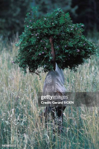 Ouvrier dans une plantation de géraniums, pour la fabrication d'huiles essentielles, à la Réunion, en décembre 1986.