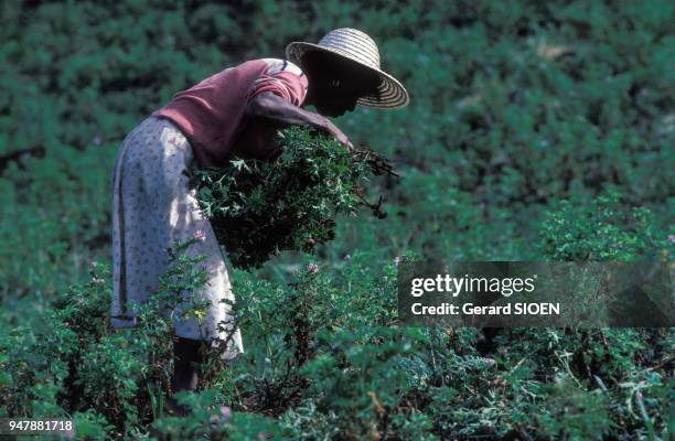 Ouvrière dans une plantation de géraniums, pour la fabrication d'huiles essentielles, à la Réunion, en décembre 1986.