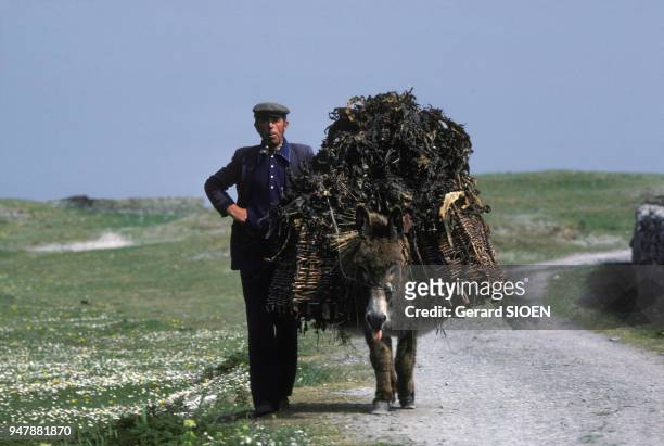 Ramasseur d'algues de l'île d'Inis Meain, en mai 1984, dans l'archipel des îles d'Aran, Irlande.